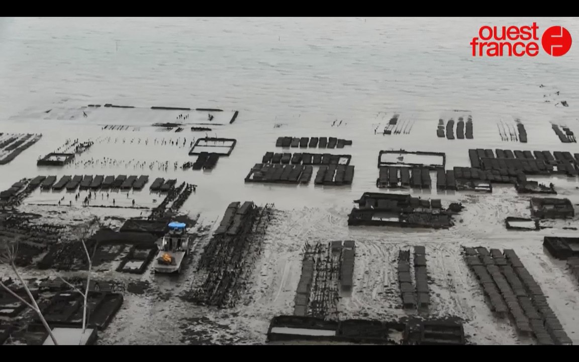 Cancale: les parcs à huitres sous haute surveillance