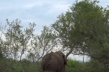 Elephant Bull Overturns Tree