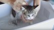 Rescue Kitten Has Her First Bath