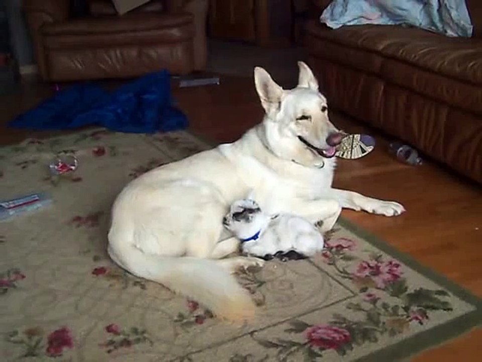 Une femelle berger allemand adopte une petite chèvre et développe une surprenante complicité avec elle. Mimi !