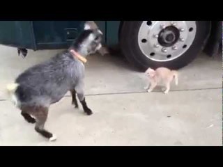 Неравный бой.