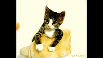 Crazy and funny animals Videos - Cats & Dogs Funny Videos - funny cats dancing - funny cats fails