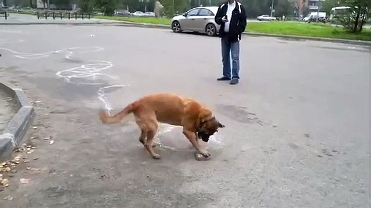 Прикольная собака умеет рисовать!)