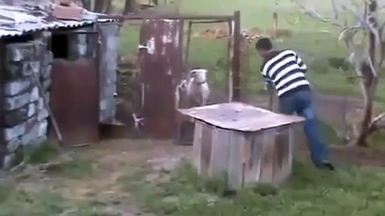 Суперприколы!))поединок грузина и барана !))
