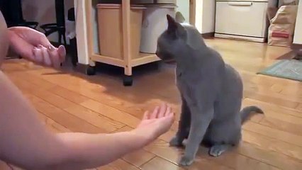 Прикольный дрессированный кот