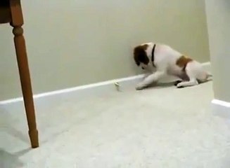 Прикольный пес!))