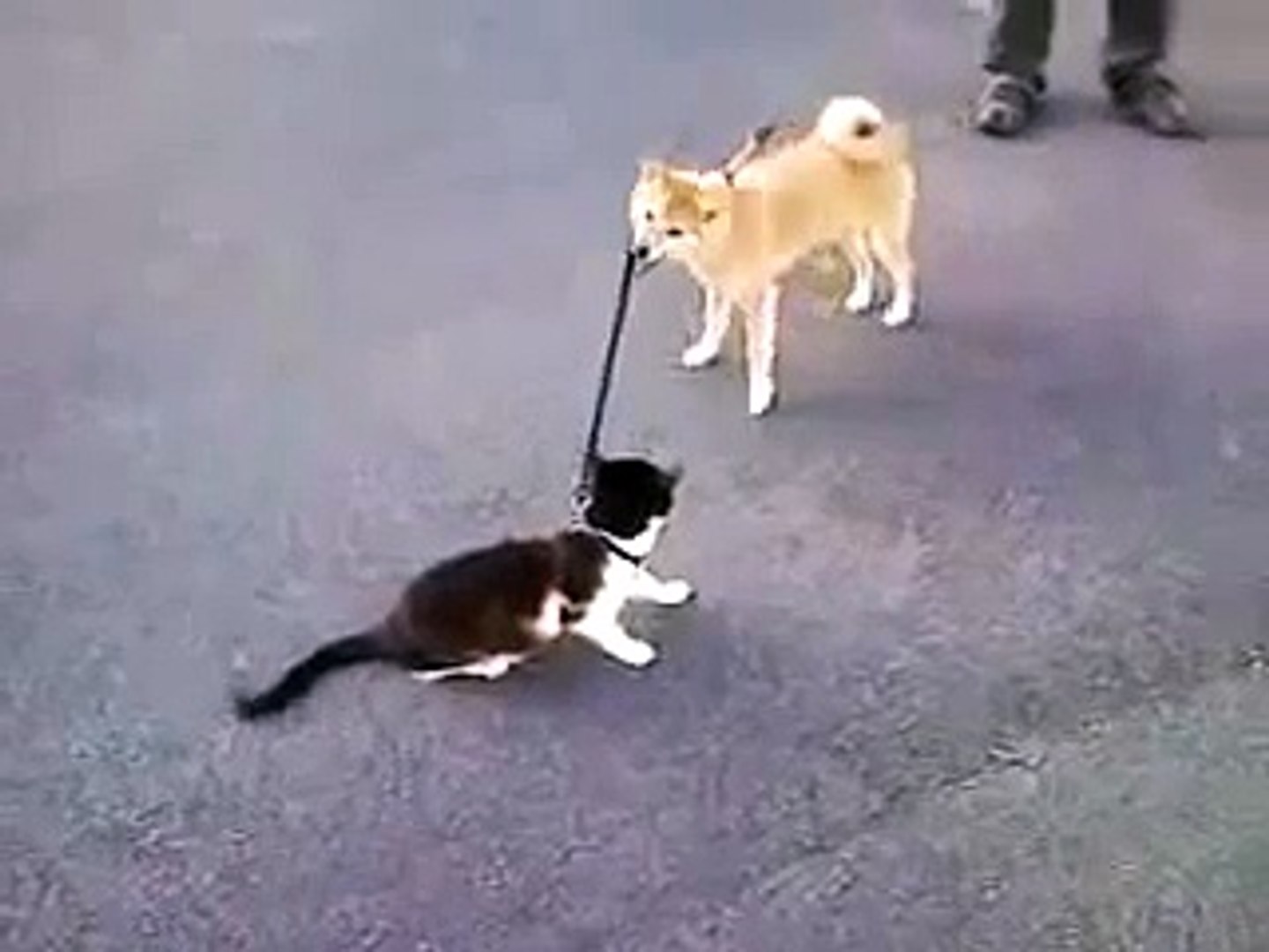 СУПЕРПРИКОЛ!))) Погуляли пес с котом!