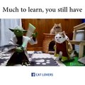 Cats love Star Wars too - so funny pet