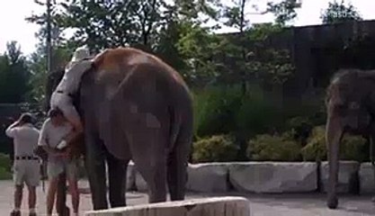 Funny Man Trying To Climb Elephant(videomasti.com)