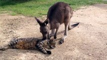 Buzz : Ce kangourou est beaucoup trop gentil pour être ami avec ce chat !