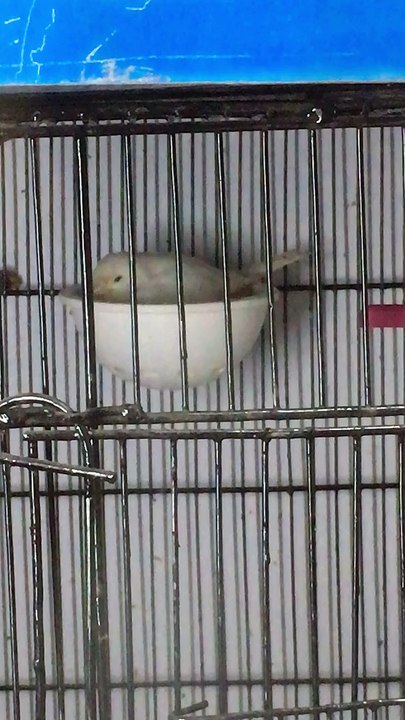 Canary panting