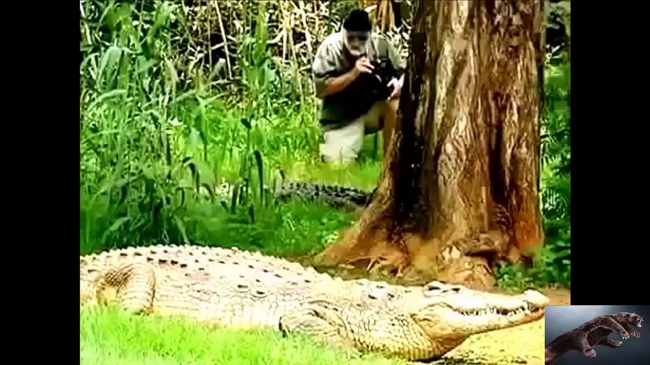 Leopard Vs Jaguar - Animal Planet 2015 - National Geographic Animals part 3