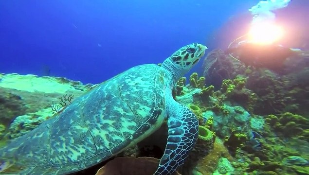 film fin de stage ucpa les saintes 14/12/2015