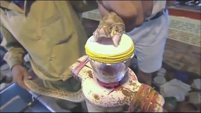 Le venin de ce serpent transforme le sang humain en gelée ! Trop flippant !