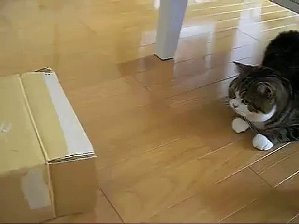 Gato Aprende A Nadar!! ★ Gato divertido gato chistoso gato tierno loco risa humor