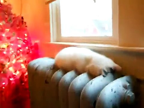 Como Se Rie Este Bebe Con El Gato!!! ★ humor gatos - video divertido gatos chistosos risa