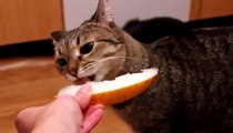 Gatito Fan Del Melon!! ★ Gato divertido gato chistoso gato tierno loco risa humor