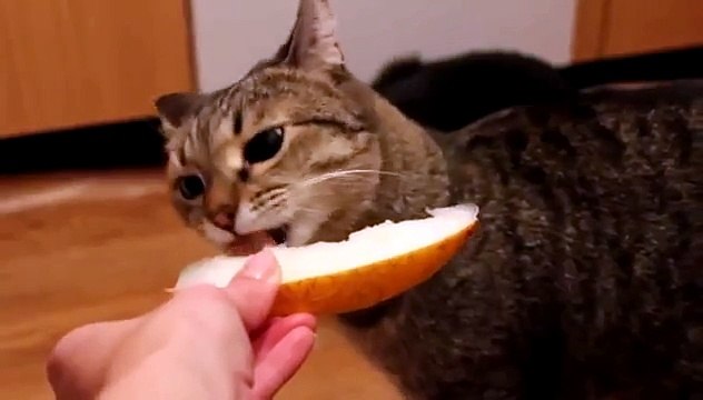 Gatito Fan Del Melon!! ★ Gato divertido gato chistoso gato tierno loco risa humor