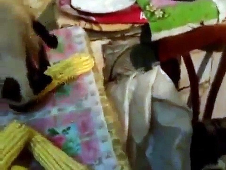 Gato Canta!!! ★ Gato divertido gato chistoso gato tierno loco risa humor