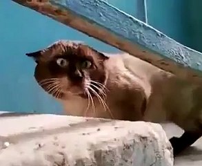Gato Muerto De Miedo Con El Maniqui ★ Gato divertido gato chistoso gato tierno loco risa h