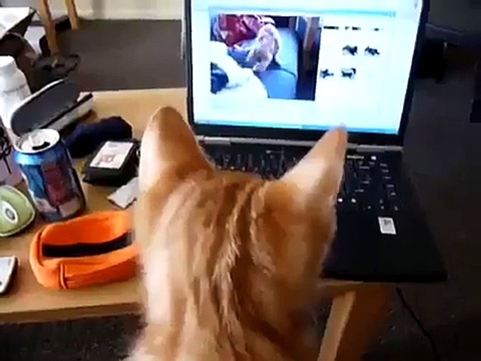 ★ PERRO SE TIRA UN PEDO Y SE RIE - Perros Locos Humor Divertidos Chistosos risa