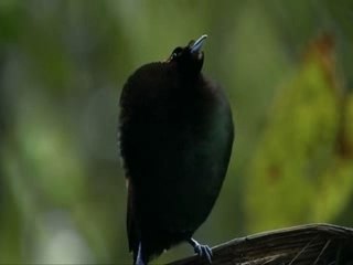 Crazy Birds Of Paradise From New Guinea