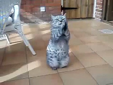 ESTE GATO ESTA REZANDO!!! JAJA - humor gatos - video divertido gatos chistosos risa gato
