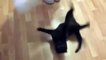 Gato Protege A Niños Del Perro!! ★ Gato divertido gato chistoso gato tierno loco risa humo