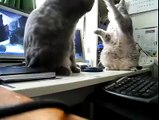 Des chats jouent à Trois Petits Chats