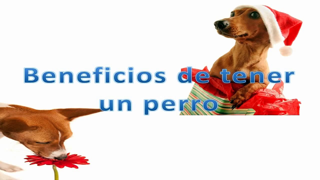 Beneficios de tener un perro