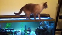 Gato Se Cae En El Acuario!! ★ humor gatos - video divertido gatos chistosos risa gato
