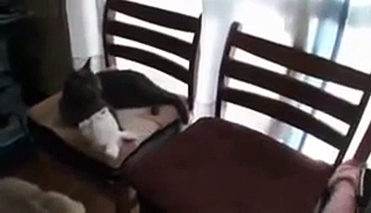 Gato Protege A Niños Del Perro!! ★ Gato divertido gato chistoso gato tierno loco risa humo