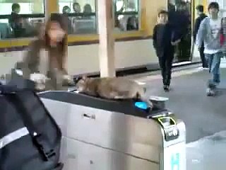 ★ Gatos Y Perros Durmiendo O Despertando (Buenisimo!!)