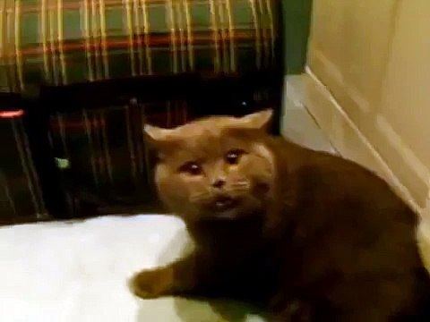 Gato Protege A Niños Del Perro!! ★ Gato divertido gato chistoso gato tierno loco risa humo