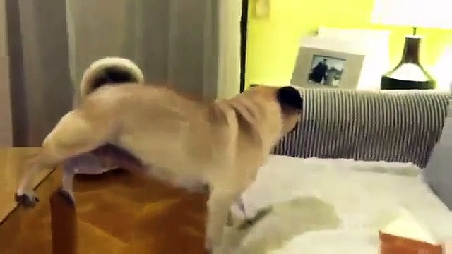 ★ PERRO QUE CHIFLA, INCREIBLE - Perros Locos Humor Divertidos Chistosos risa