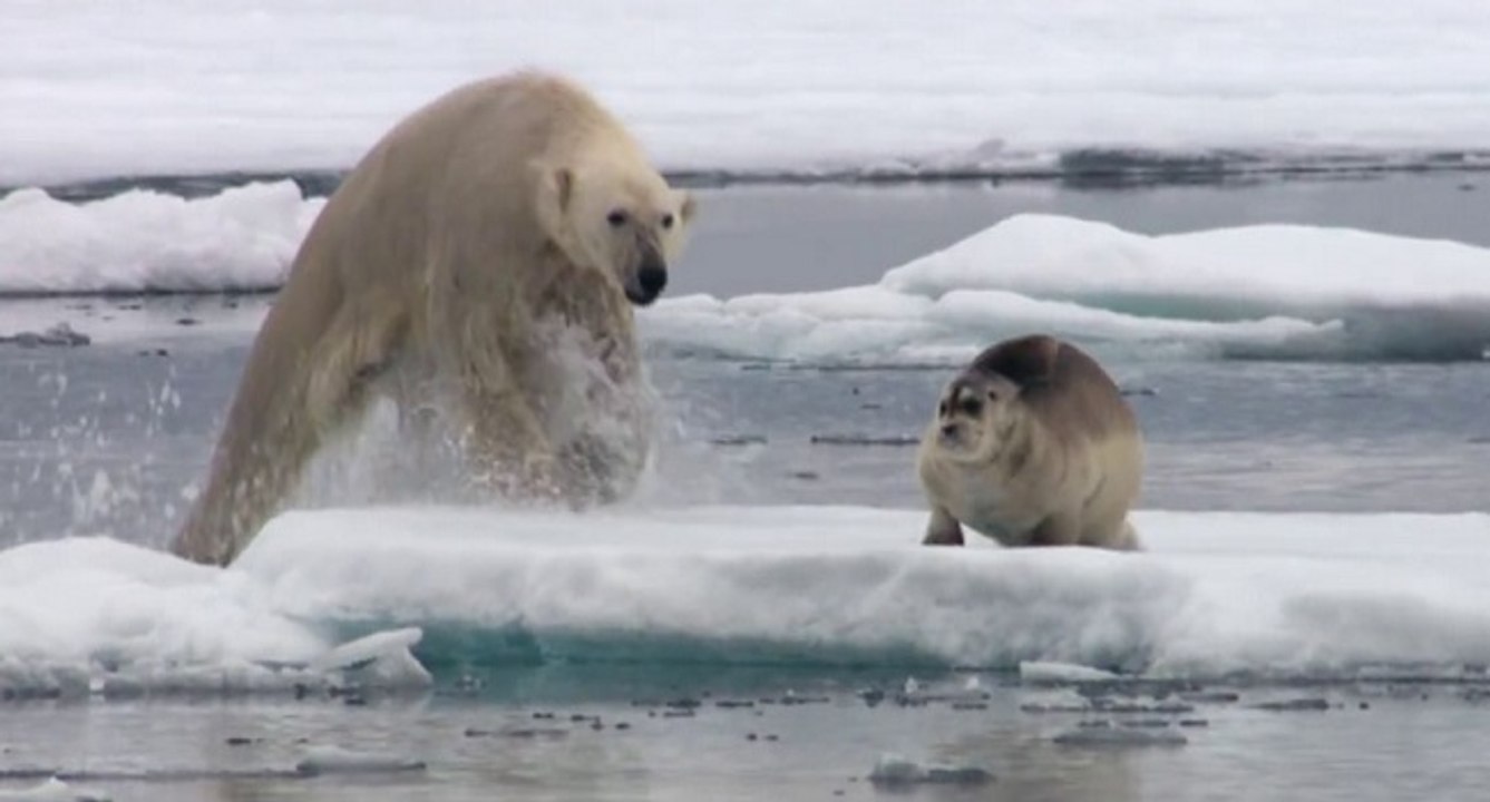 Ours polaire vs phoque