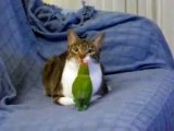 Increible Amistad Entre Gato y Lagarto! ★ humor gatos - video divertido gatos chistosos ri
