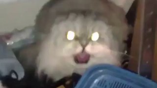 spirits in cat- Vine