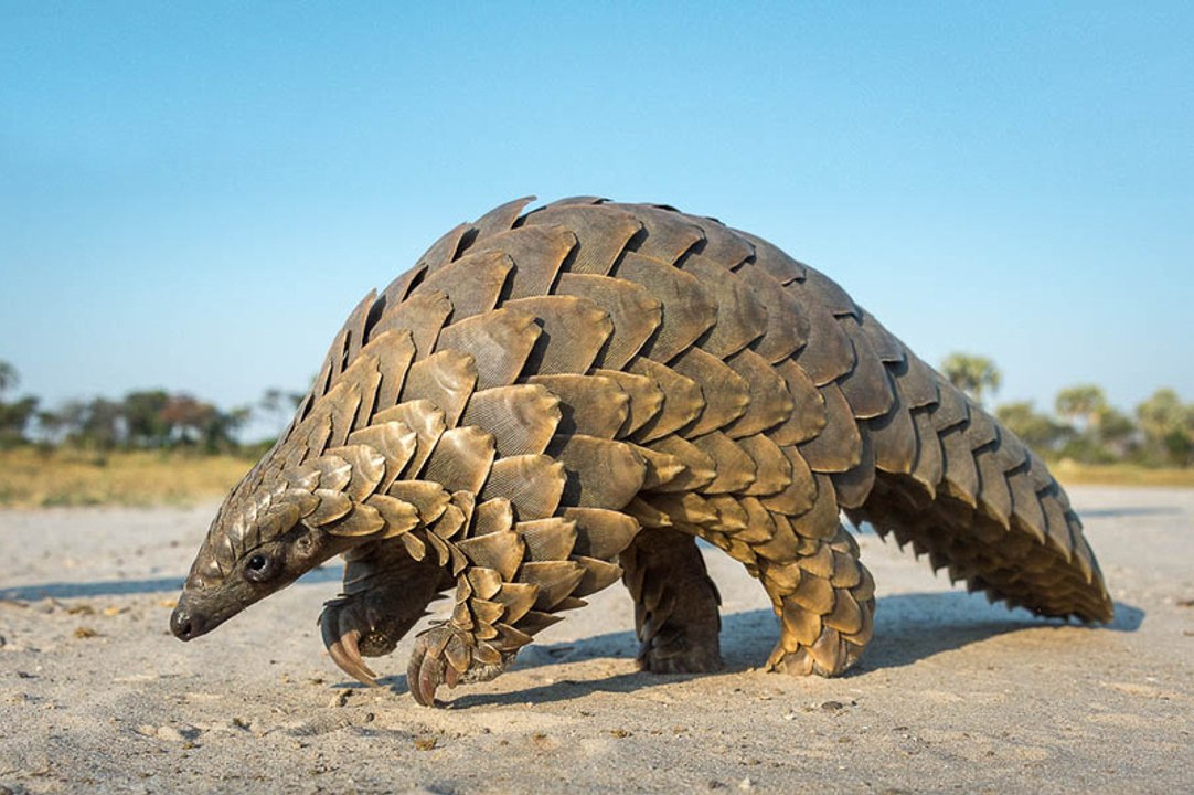 PANGOLIN Found in Karachi