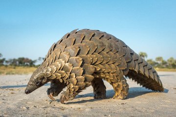 PANGOLIN Found in Karachi