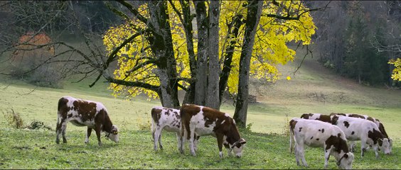Pub Audi Quattro (Candide Thovex)