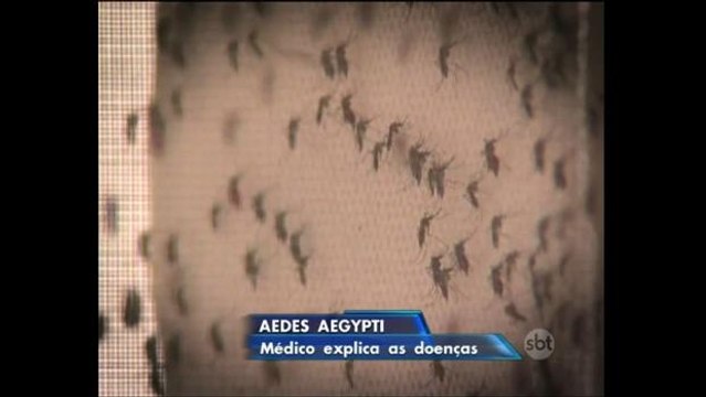 Confira as diferenças entre as doenças causadas pelo Aedes aegypti
