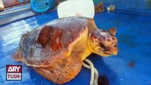Rare loggerhead turtle caught, released back in sea