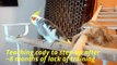 How to Train Your Parrot to Step Up | Parrot Training