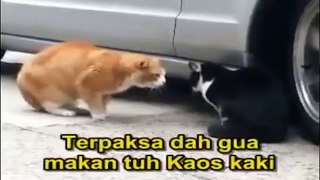kucing berkelahi rebutan kucing betina lucu