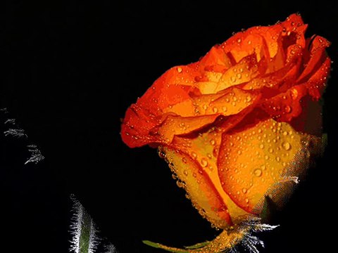 Ti meni lazes sve - Dusko Kulis