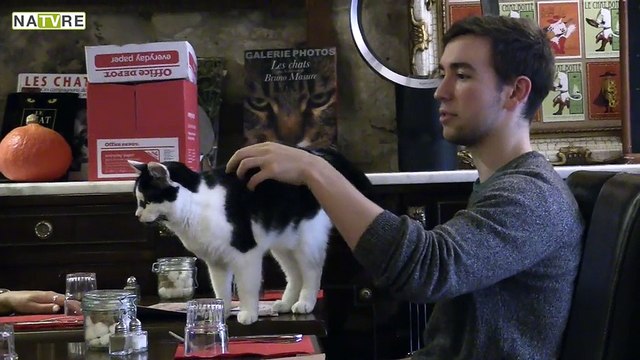 Roman Pavisse mène l'enquête sur les chats prédateurs !