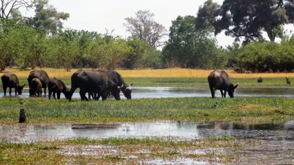 BBC عودة قتلة العمالقة .... الأُسود ملوك أفريقيا