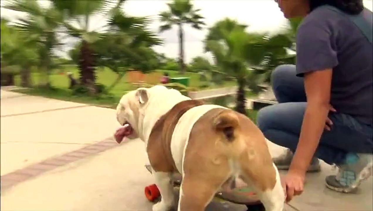 Skateboarding dog sets new world record - Video Dailymotion