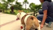 Skateboarding dog sets new world record - Video Dailymotion